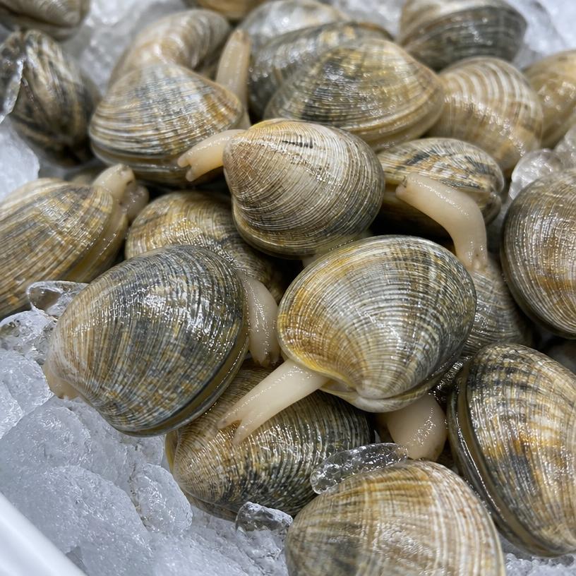 Coquillages
